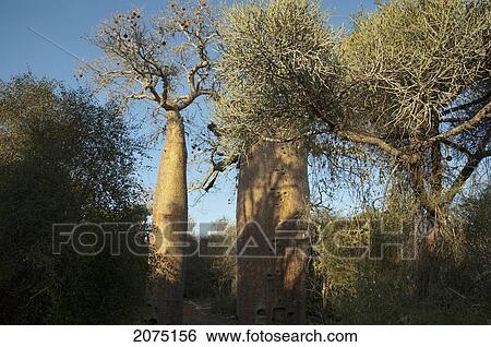 Stock Photograph - Baobab (Adansonia Fony) At Reniala Reserve, Mangily, Toliara Province, Madagascar. Fotosearch