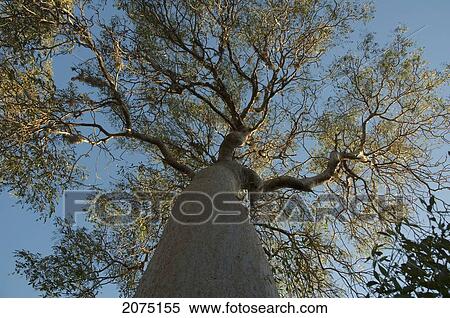 Stock Photography - Baobab (Adansonia Fony) At Reniala Reserve, Mangily, Toliara Province, Madagascar. Fotosearch
