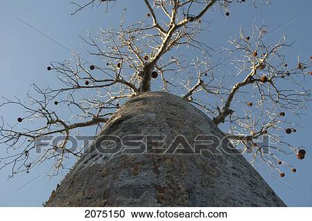 Baobab (Adansonia Rubrostipa) At Reniala Reserve, Mangily, Toliara Province, Madagascar View Large Photo Image Stock Image - Baobab (Adansonia Rubrostipa) At Reniala Reserve, Mangily, Toliara Province, Madagascar. Fotosearch