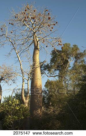 Stock Photo - Baobab (Adansonia Rubrostipa) At Reniala Reserve, Mangily, Toliara Province, Madagascar. Fotosearch