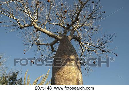 Baobab (Adansonia Rubrostipa) At Reniala Reserve, Mangily, Toliara Province, Madagascar View Large Photo Image Stock Photo - Baobab (Adansonia Rubrostipa) At Reniala Reserve, Mangily, Toliara Province, Madagascar. Fotosearch