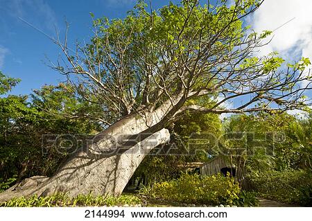 Picture - Baobab Front Of The Bamboo Church In Mustique Island, St Vincent And The Grenadines, West Indies. Fotosearch