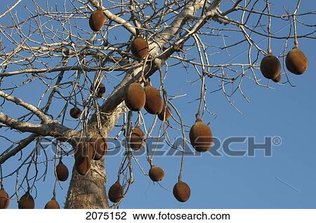 Baobab Fruits At Reniala Reserve, Mangily, Toliara Province, Madagascar View Large Photo Image Stock Image - Baobab Fruits At Reniala Reserve, Mangily, Toliara Province, Madagascar. Fotosearch