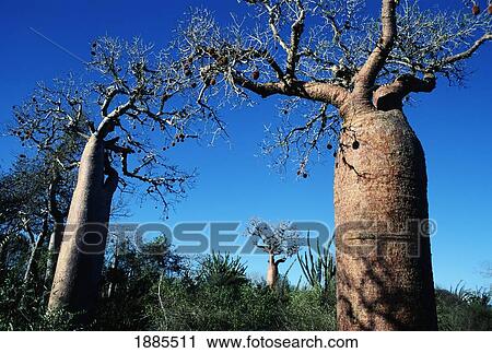 Stock Image - Baobab Trees, Adansonia Rubostripa. Fotosearch