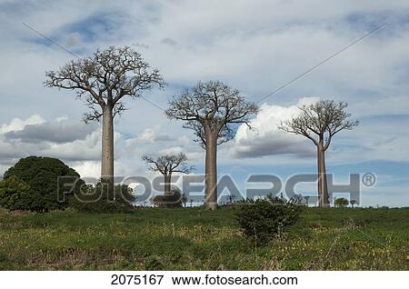 Stock Photo - Baobabs (Adansonia) Near Zombitse-Vohibasia National Park, Toliara Province, Madagascar. Fotosearch
