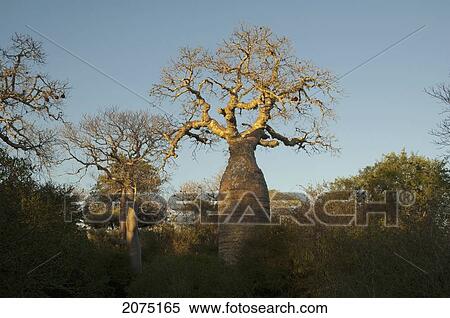Stock Photography - Baobabs (Adansonia Rubrostipa) At Reniala Reserve, Mangily, Toliara Province, Madagascar. Fotosearch