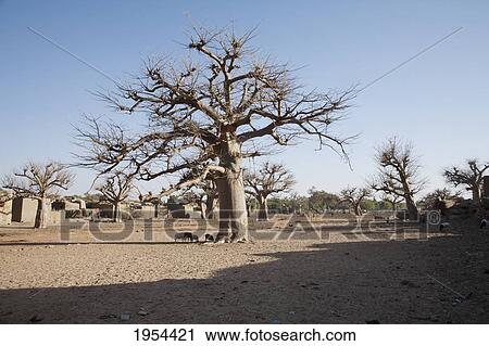 Baobabs, Sangha, Mali View Large Photo Image Stock Image - Baobabs, Sangha, Mali. Fotosearch