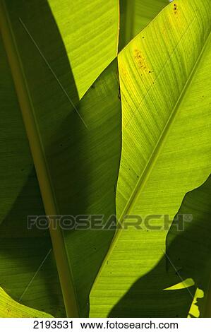 Barbados, Detail of Banana leaves; Andromeda Gardens View Large Photo Image Stock Image - Barbados, Detail of Banana leaves; Andromeda Gardens. Fotosearch