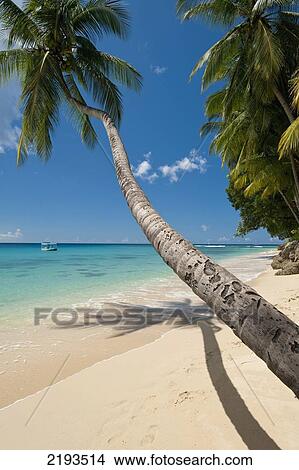 Barbados, Palm tree leaning over beach near; Holetown View Large Photo Image Picture - Barbados, Palm tree leaning over beach near; Holetown. Fotosearch