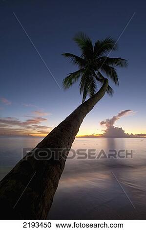 Stock Image - Barbados, Palm tree leaning over beach at dusk near; Holetown. Fotosearch
