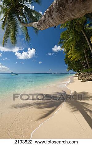 Barbados, Palm tree leaning over beach near; Holetown View Large Photo Image Stock Image - Barbados, Palm tree leaning over beach near; Holetown. Fotosearch