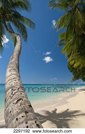 Stock Image - Barbados, Palm tree leaning over beach; Holetown. Fotosearch