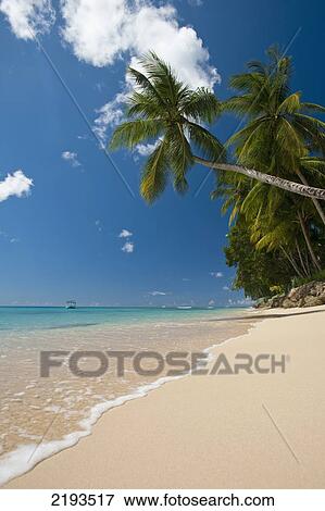 Barbados, Palm tree leaning over beach near; Holetown View Large Photo Image Stock Photo - Barbados, Palm tree leaning over beach near; Holetown. Fotosearch