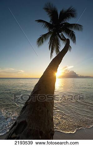 Barbados, Palm tree leaning over beach at dusk near; Holetown View Large Photo Image Stock Photo - Barbados, Palm tree leaning over beach at dusk near; Holetown. Fotosearch