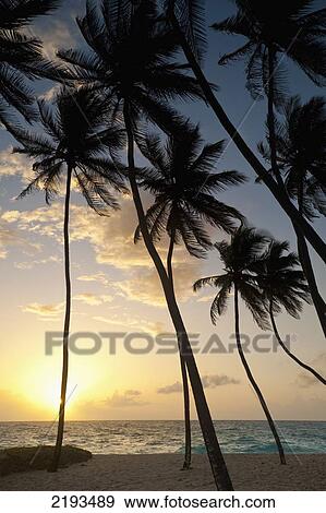 Barbados, Silhouette of palm trees at dawn; Bottom Bay View Large Photo Image Stock Photo - Barbados, Silhouette of palm trees at dawn; Bottom Bay. Fotosearch