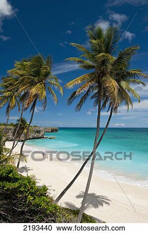 Barbados, Tropical beach; Bottom Bay View Large Photo Image Stock Image - Barbados, Tropical beach; Bottom Bay. Fotosearch