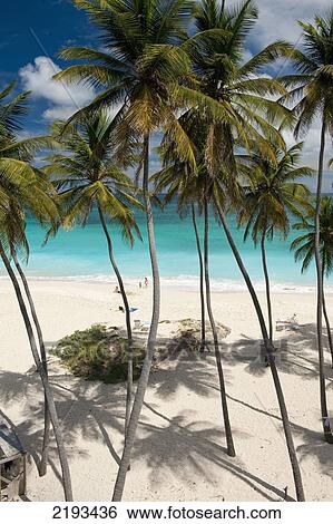 Barbados, Tropical beach; Bottom Bay View Large Photo Image Stock Photograph - Barbados, Tropical beach; Bottom Bay. Fotosearch