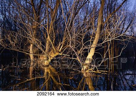Bare Tree Branches By Lavalliere Bay Of Lac-Saint-Pierre Biosphere Reserve; Quebec Canada View Large Photo Image Picture - Bare Tree Branches By Lavalliere Bay Of Lac-Saint-Pierre Biosphere Reserve; Quebec Canada. Fotosearch