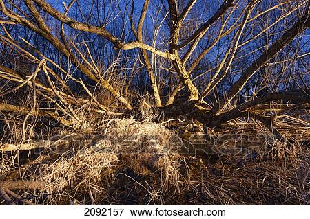 Bare Tree Branches By Lavalliere Bay Of Lac-Saint-Pierre Biosphere Reserve; Quebec Canada View Large Photo Image Stock Photo - Bare Tree Branches By Lavalliere Bay Of Lac-Saint-Pierre Biosphere Reserve; Quebec Canada. Fotosearch