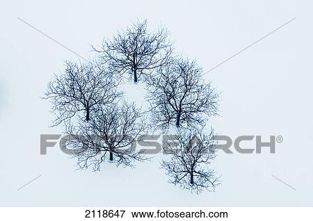 Bare Trees In Winter Snow; Toronto Ontario Canada View Large Photo Image Stock Photo - Bare Trees In Winter Snow; Toronto Ontario Canada. Fotosearch