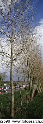 Bare Trees Lined Along Canal View Large Photo Image Stock Photograph - Bare Trees Lined Along Canal. Fotosearch