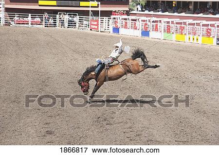 Stock Photo - Bareback Rider, Calgary Stampede Rodeo, Calgary, Alberta, Canada. Fotosearch