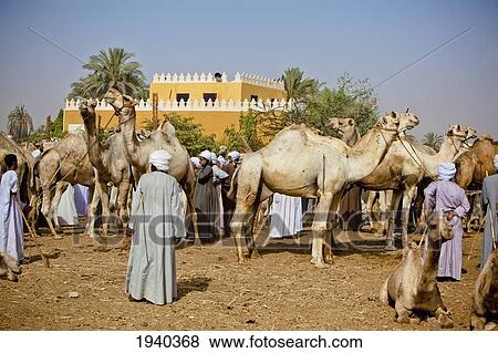 Bargaining In A Camel Market; Cairo Egypt View Large Photo Image Stock Photo - Bargaining In A Camel Market; Cairo Egypt. Fotosearch