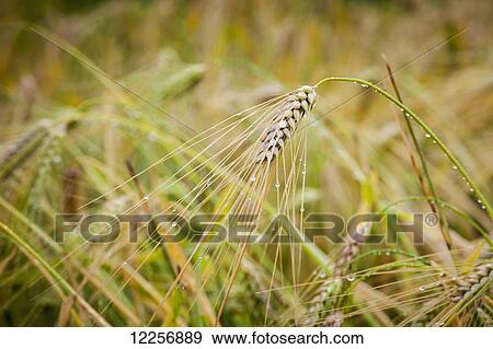 Barley growing with dew drops; Fairbanks, Alaska, United States of America View Large Photo Image Stock Photo - Barley growing with dew drops; Fairbanks, Alaska, United States of America. Fotosearch
