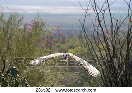 Stock Image - Barn Owl (Tyto Alba), Sonoran Desert; Arizona, United States Of America. Fotosearch