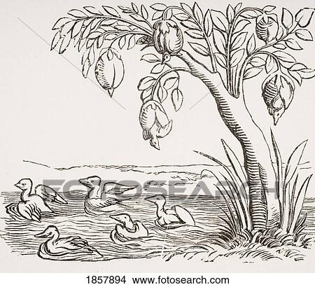 Picture - Barnacle Geese. 19Th Century Copy Of Woodcut In Cosmographie Universelle Dated 1552 Illustrating Legend That These Birds Grew From Barnacles Attached To Wood Exposed To Salt Water. Fotosearch