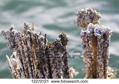 Stock Image - Barnacles growing on an abandoned pier of Dollarton Ship Yard, North Vancouver, British Columbia, Canada. Fotosearch