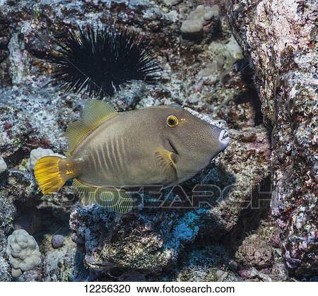 Stock Image - Barred Filefish (Cantherines dumerilii); Kona, Island of Hawaii, Hawaii, United States of America. Fotosearch