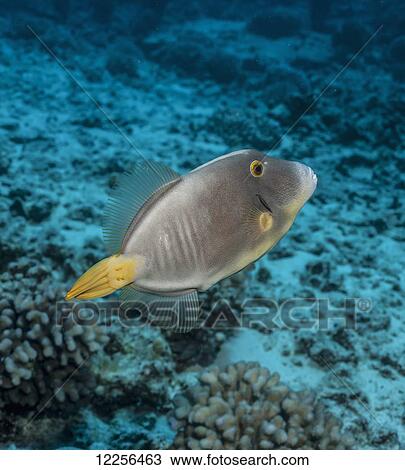 Barred Filefish (Cantherines dumerilii); Kona, Island of Hawaii, Hawaii, United States of America View Large Photo Image Stock Image - Barred Filefish (Cantherines dumerilii); Kona, Island of Hawaii, Hawaii, United States of America. Fotosearch
