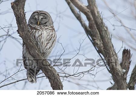 Barred Owl Resting In A Tree, Kingston, Ontario View Large Photo Image Stock Photograph - Barred Owl Resting In A Tree, Kingston, Ontario. Fotosearch