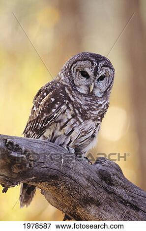 Barred Owl (Strix Varia) perching on Cottonwood View Large Photo Image Stock Photo - Barred Owl (Strix Varia) perching on Cottonwood. Fotosearch