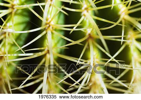 Stock Photography - Barrel Cactus, Close-Up Of Thorns.. Fotosearch