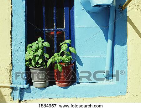 Stock Photo - Basil In Pots, Close Up. Fotosearch