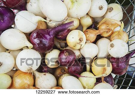 Stock Photo - Basket full of onions (Allium cepa); Palmer, Alaska, United States of America. Fotosearch
