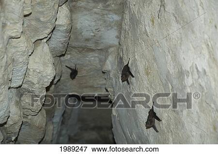 Stock Photo - Bats In The Labyrinth Of Building 19, Yaxchilan, Chiapas, Mexico. Fotosearch