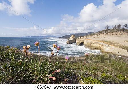 Stock Photo - Beach At Cape Kiwanda, Pacific City, Oregon, Usa. Fotosearch