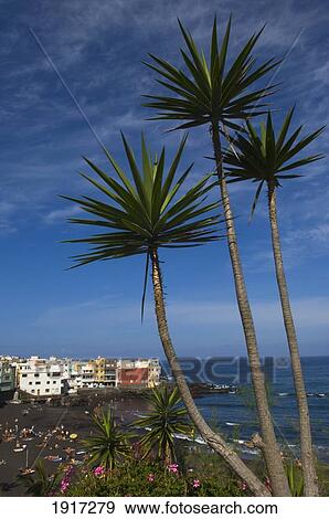 Stock Photo - Beach At Puerto De La Cruz. Fotosearch
