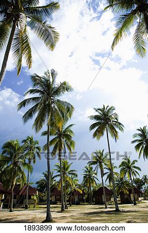 Beach Huts On Sandy Beach With Palm Trees View Large Photo Image Stock Photo - Beach Huts On Sandy Beach With Palm Trees. Fotosearch