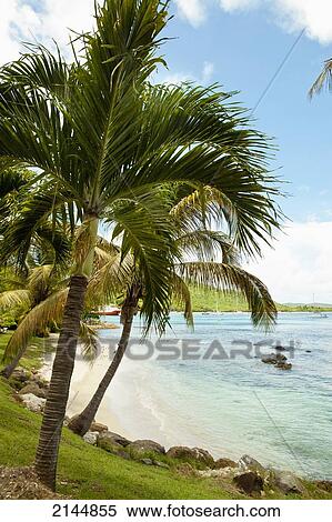 Beach In Mustique Island, St Vincent And The Grenadines, West Indies View Large Photo Image Stock Photography - Beach In Mustique Island, St Vincent And The Grenadines, West Indies. Fotosearch