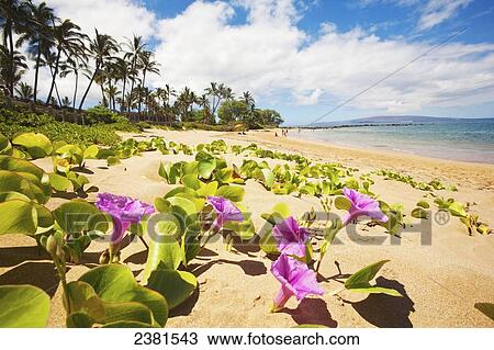 Stock Image - Beach morning glories on Ulua Beach; Wailea, Maui, Hawaii, United States of America. Fotosearch