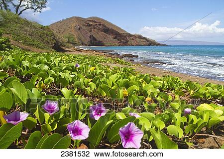 Stock Image - Beach morning glory with Pu'u O'lai in background; Makena, Maui, Hawaii, United States of America. Fotosearch