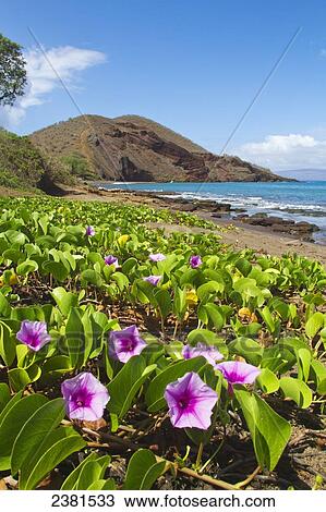 Stock Image - Beach morning glory with Pu'u O'lai in background; Makena, Maui, Hawaii, United States of America. Fotosearch