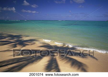 Beach Shoreline With Palm Tree Shadows, Calm Turquoise Ocean Horizon View Large Photo Image Picture - Beach Shoreline With Palm Tree Shadows, Calm Turquoise Ocean Horizon. Fotosearch