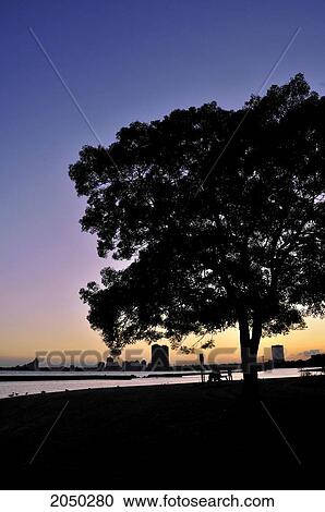 Stock Image - Beach, Tree And City Silhouetted By A Colourful Sunset, Toronto, Ontario. Fotosearch