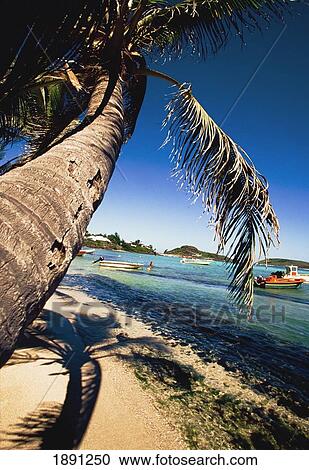 Beach With Boats And Palm Tree, Gustavia, St. Barts, French West Indies View Large Photo Image Stock Image - Beach With Boats And Palm Tree, Gustavia, St. Barts, French West Indies. Fotosearch
