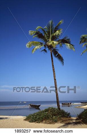 Stock Photo - Beach With Palm Tree And Boat. Fotosearch